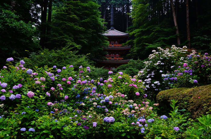 シグマ Sigma 17-40mm F1.8 DC | Art with Sigma fp L ／ 京都